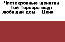 Чистокровные щенятки Той-Терьера ищут любящий дом! › Цена ­ 6 000 - Воронежская обл., Воронеж г. Животные и растения » Собаки   . Воронежская обл.